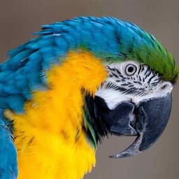 Macaw45 profile picture